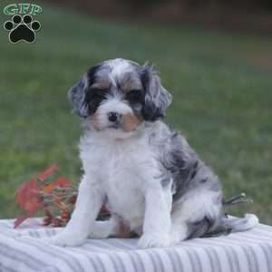 Haisley, Cavapoo Puppy